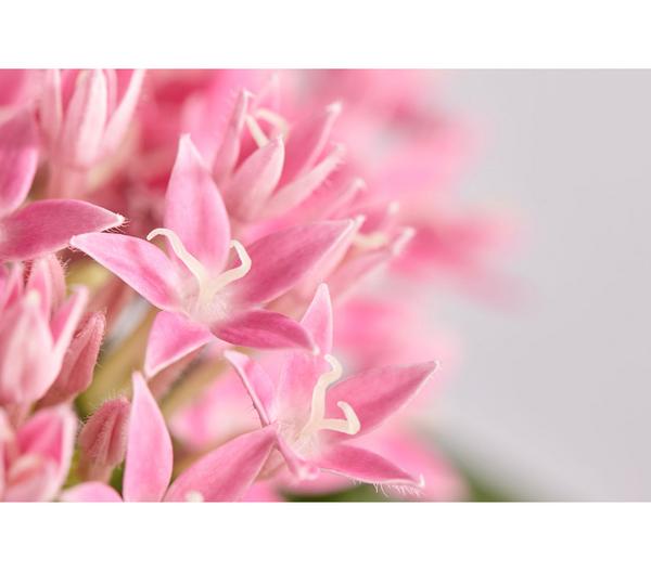 Fünfzahlstrauch - Pentas lanceolata,