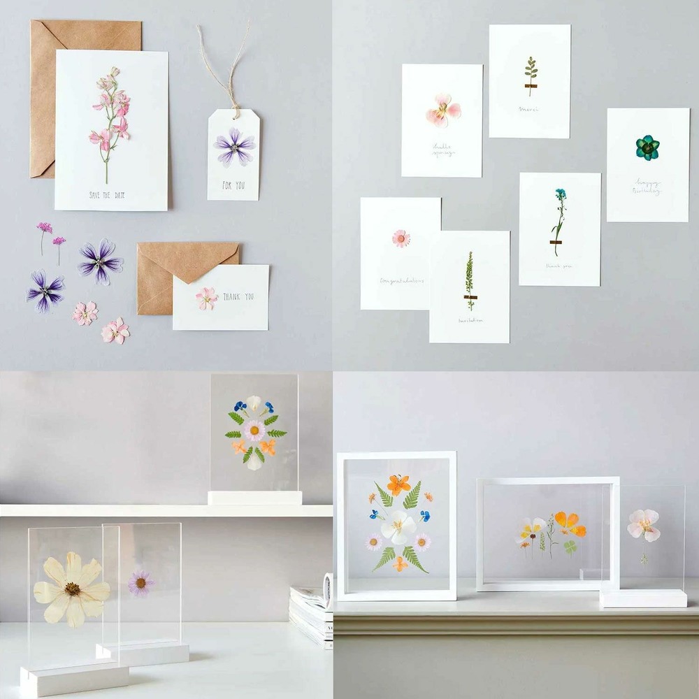 5 sets de fleurs séchées et pressées multicolores