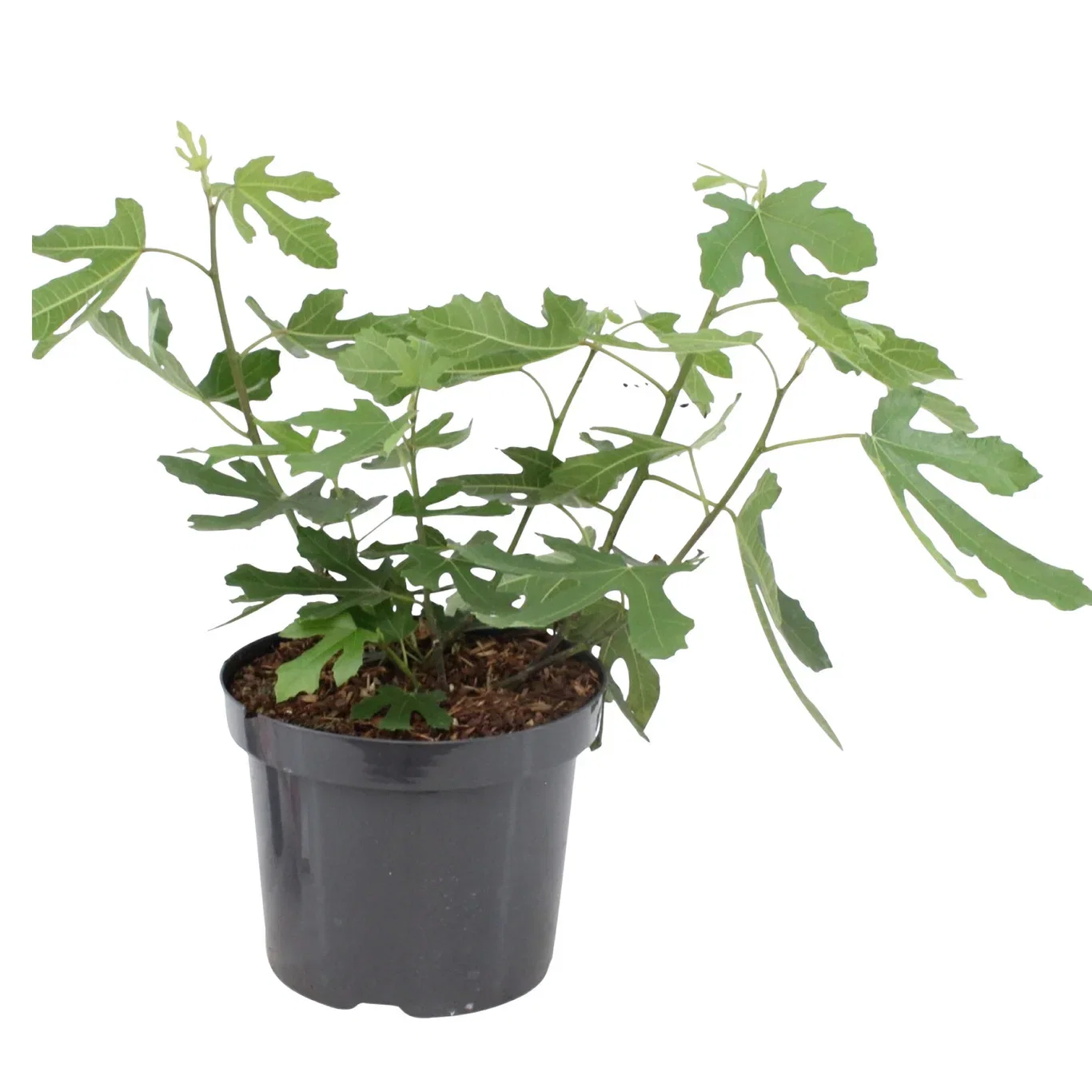 Ficus carica LITTLE MISS FIGGY ('Lmf01') Fiken LITTLE MISS FIGGY Ø19 cm