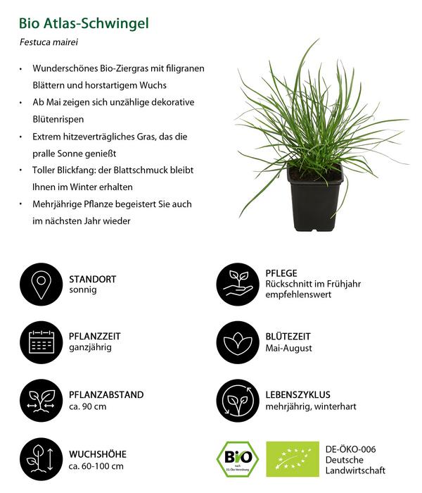 Bio Bodendecker Gräser-Set mit