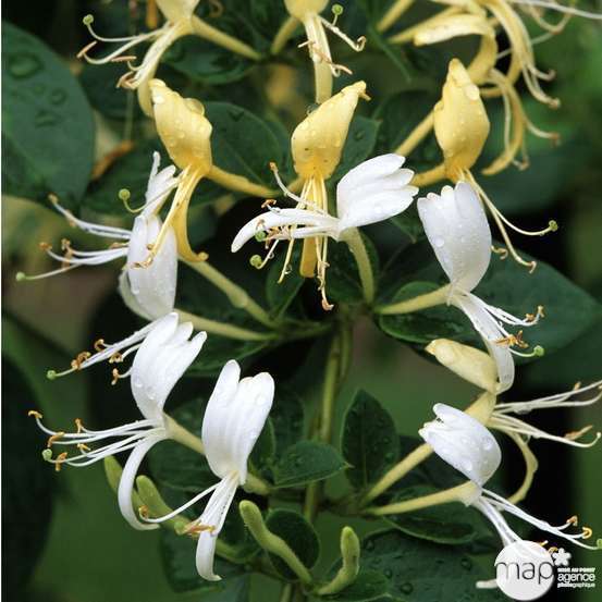 Lonicera japonica Hall's Prolific : ctr de 3 Litres