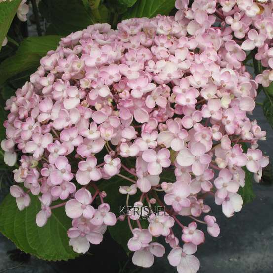 Hydrangea 'Ayesha', ctr 3 L