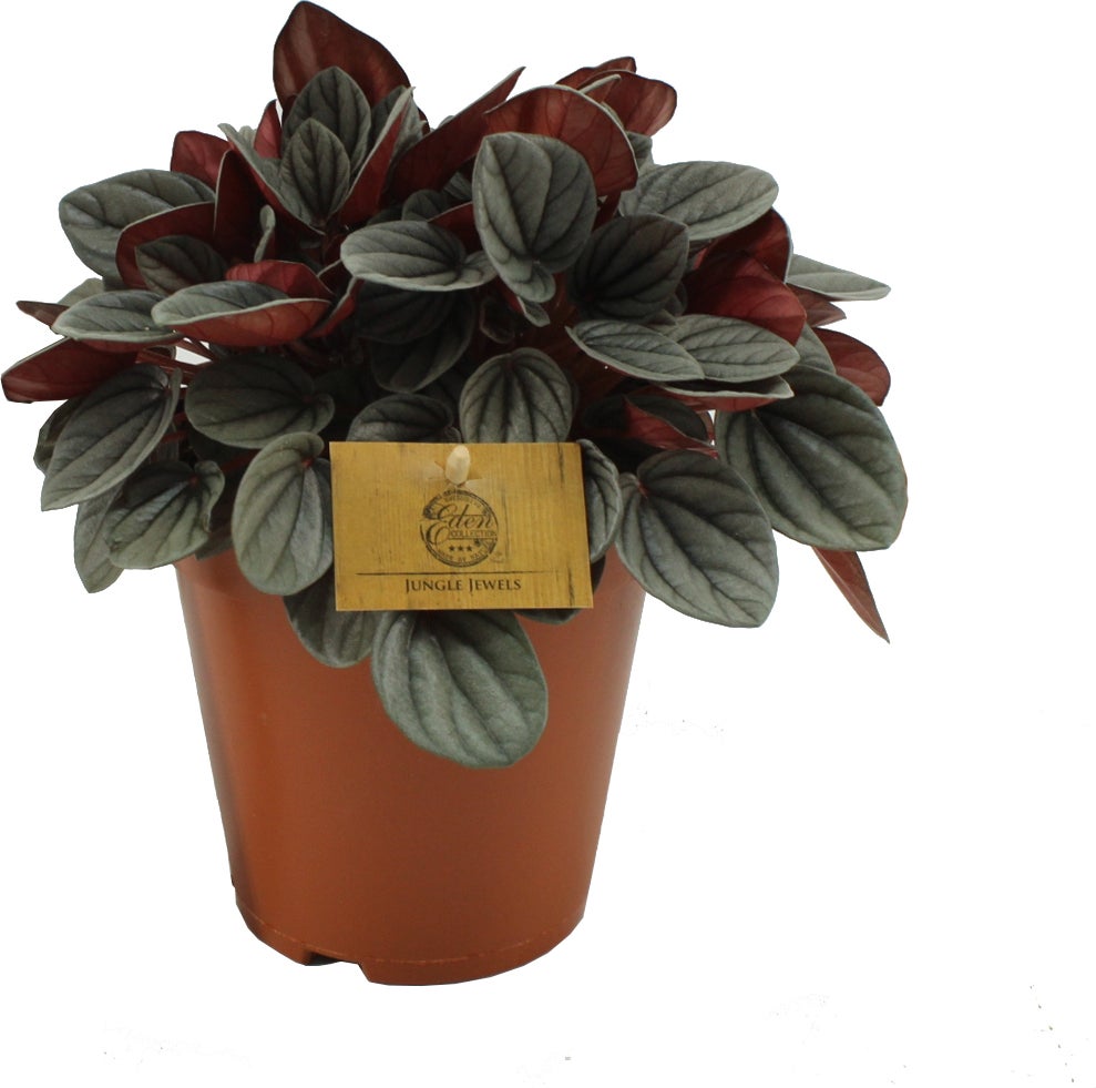 Peperomia (Peperomia 'Sunrise') D 15 H 25 cm