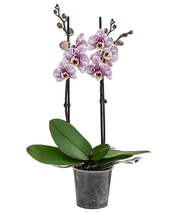 Schmetterlingsorchidee - Phalaenopsis