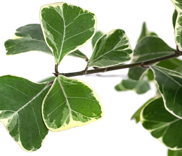 Natalfeige - Ficus triangularis variegata