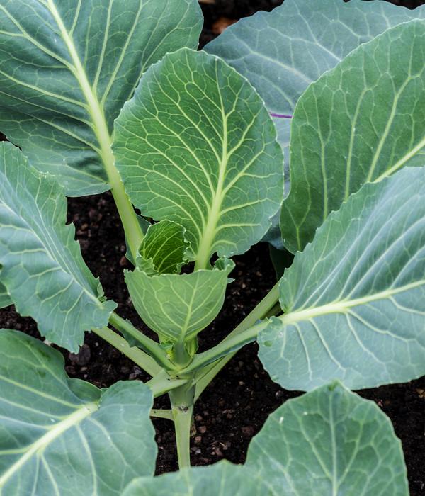 Weißkohl, 6er Schale