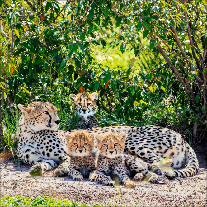 Wandkalender - 2025 - Big Cats