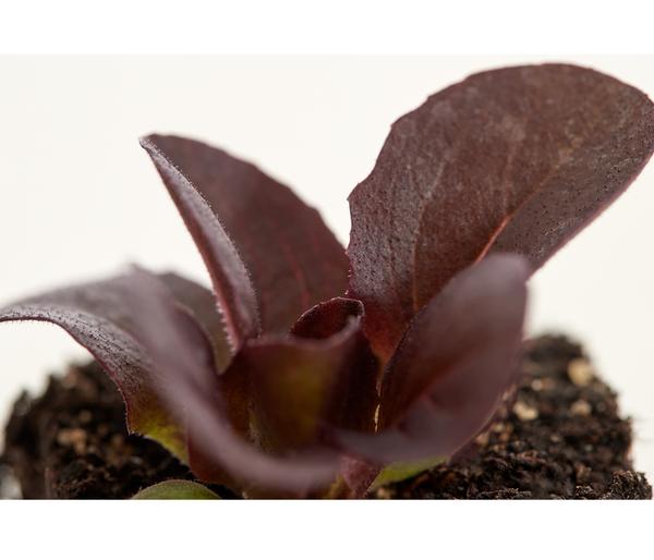 Bio Salanova® Kopfsalat, 6er Schale