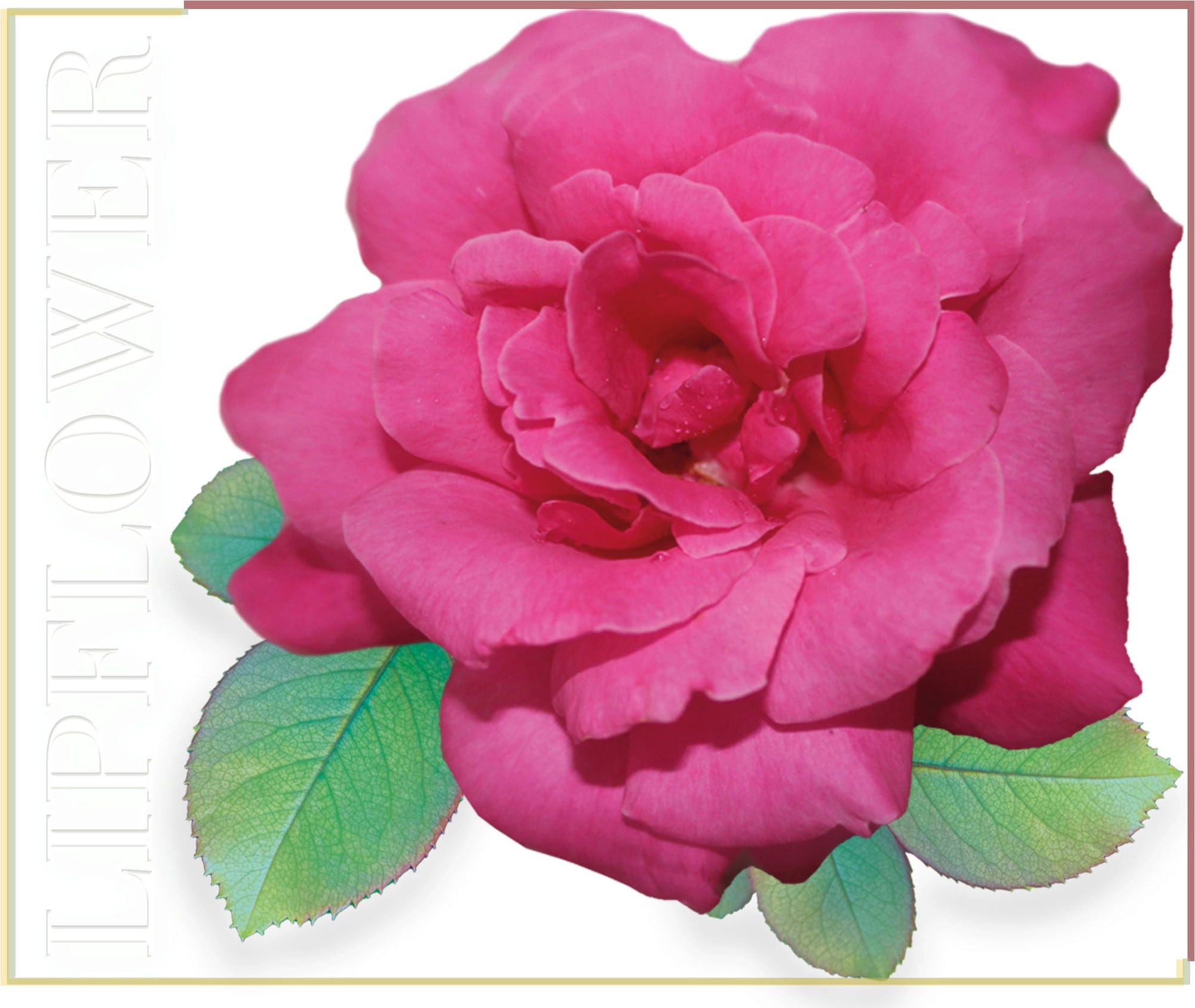 Shaoyun  Lip Flower Rose Nr. 186, 3,60 g
