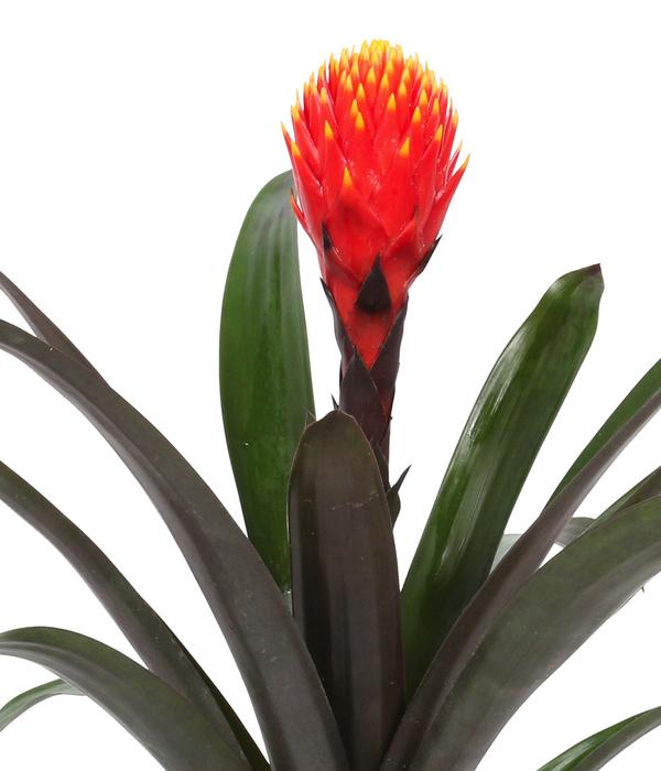 Guzmanie - Guzmania 'Tala', in Keramik