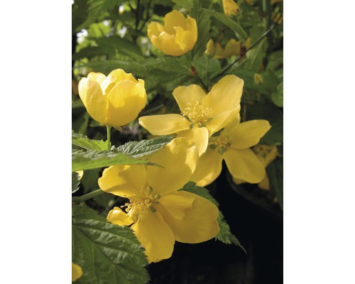 Ranunculus struik FloraSelf Kerria japonica 