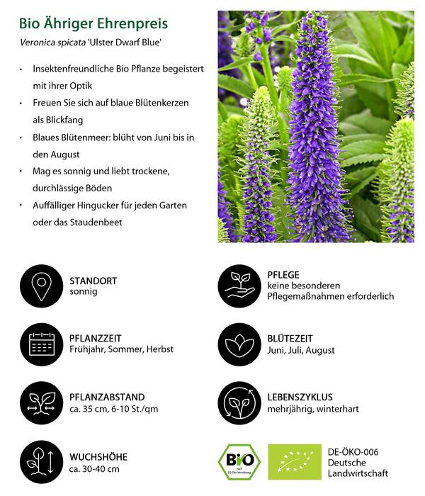 Bio Ähriger Ehrenpreis 'Ulster Dwarf Blue'