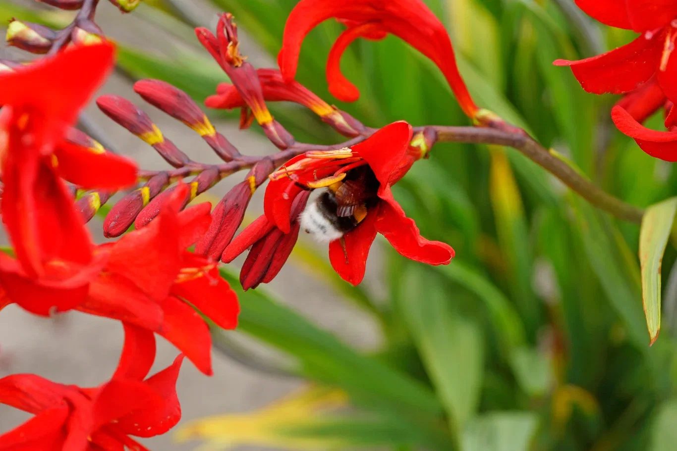 Plantagen Blomsterknoller miks Bee & Butterfly Garden