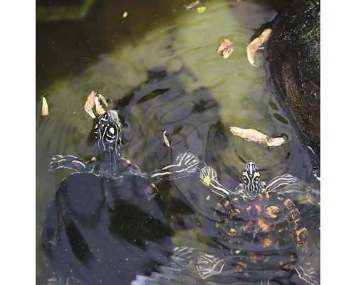 JBL PROTERRA CRUSTARUS Complete voedingsmix voor water- en moerasschildpadden, 2,5 l