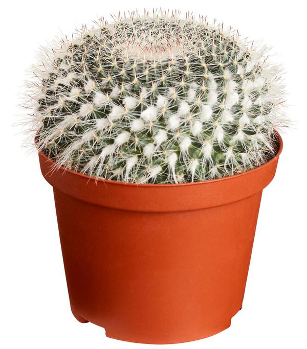 Warzenkaktus - Mammillaria hahniana