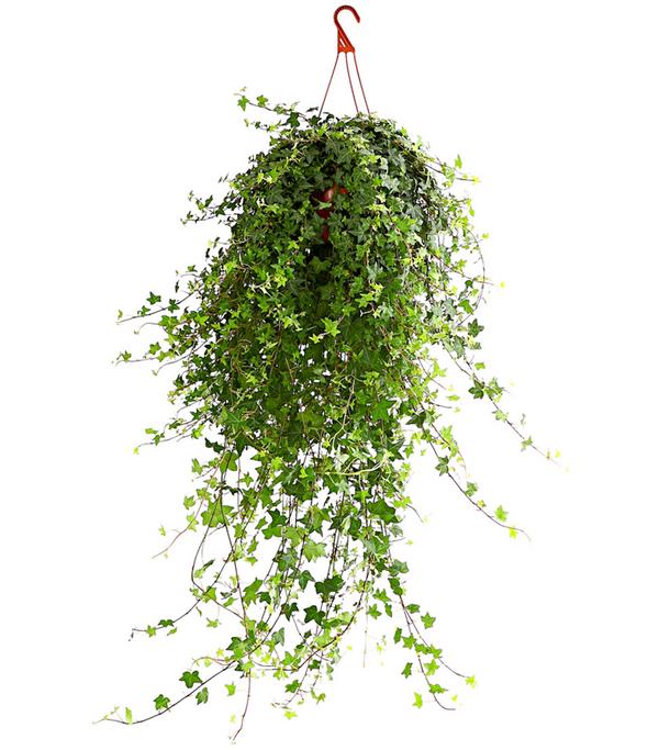 Efeu - Hedera helix 'Mein Herz', Ampel