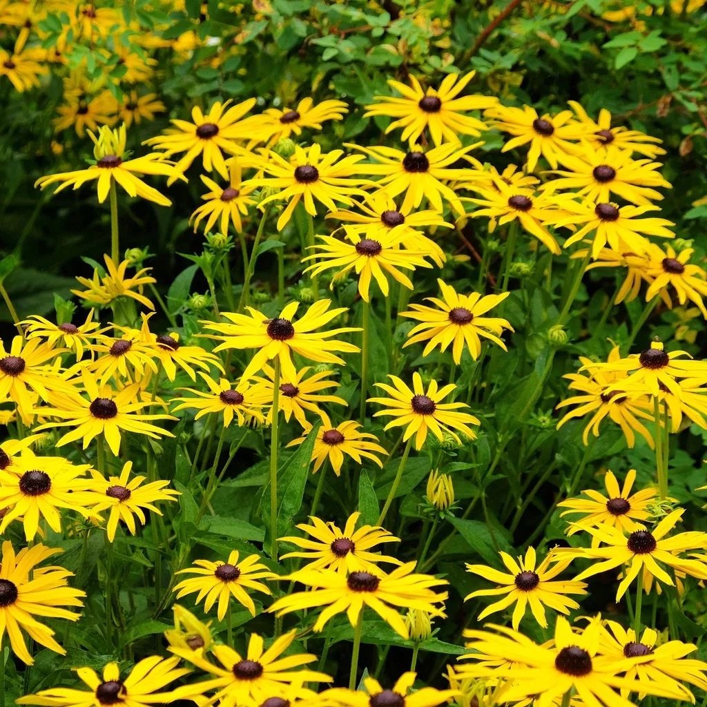 Rudbeckia fulgida var. sullivantii 'Goldsturm' Praktsolhatt 'Goldsturm' Ø11 cm