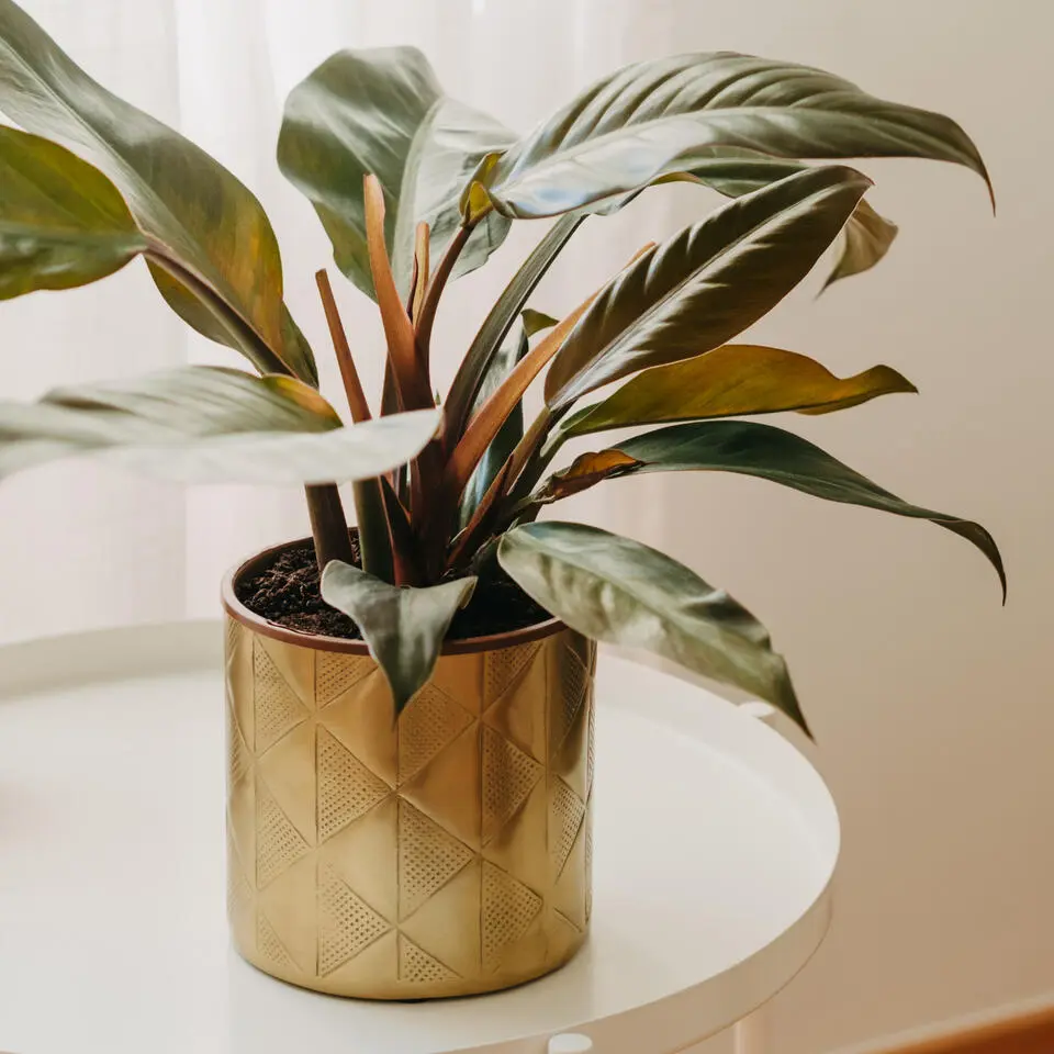 Philodendron - Philodendron 'Imperial Red' - Hoogte 50cm - ⌀19cm