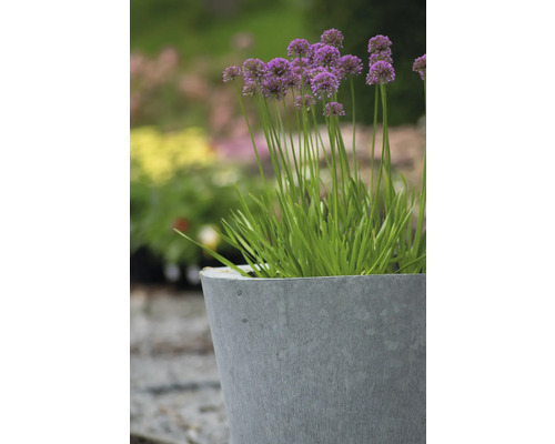 Sierui FloraSelf Allium 'Millenium' Co 3 L
