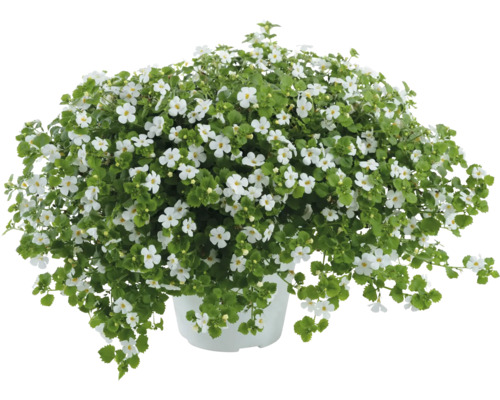 Sneeuwvlokbloem FloraSelf Bacopa x Hybride 'Gulliver Dynamic White' Ø 12 cm pot