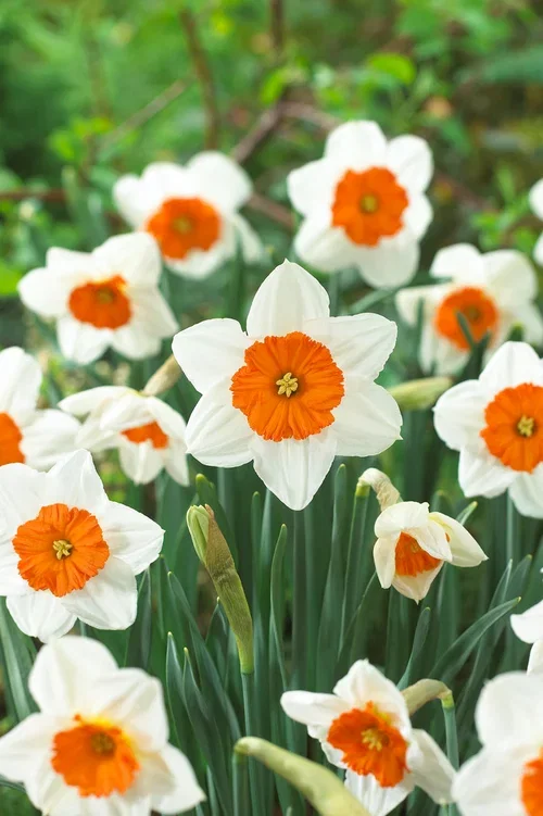 Narcissus x incomparabilis 'Professor Einstein' Påskelilje 'Prof Einstein'