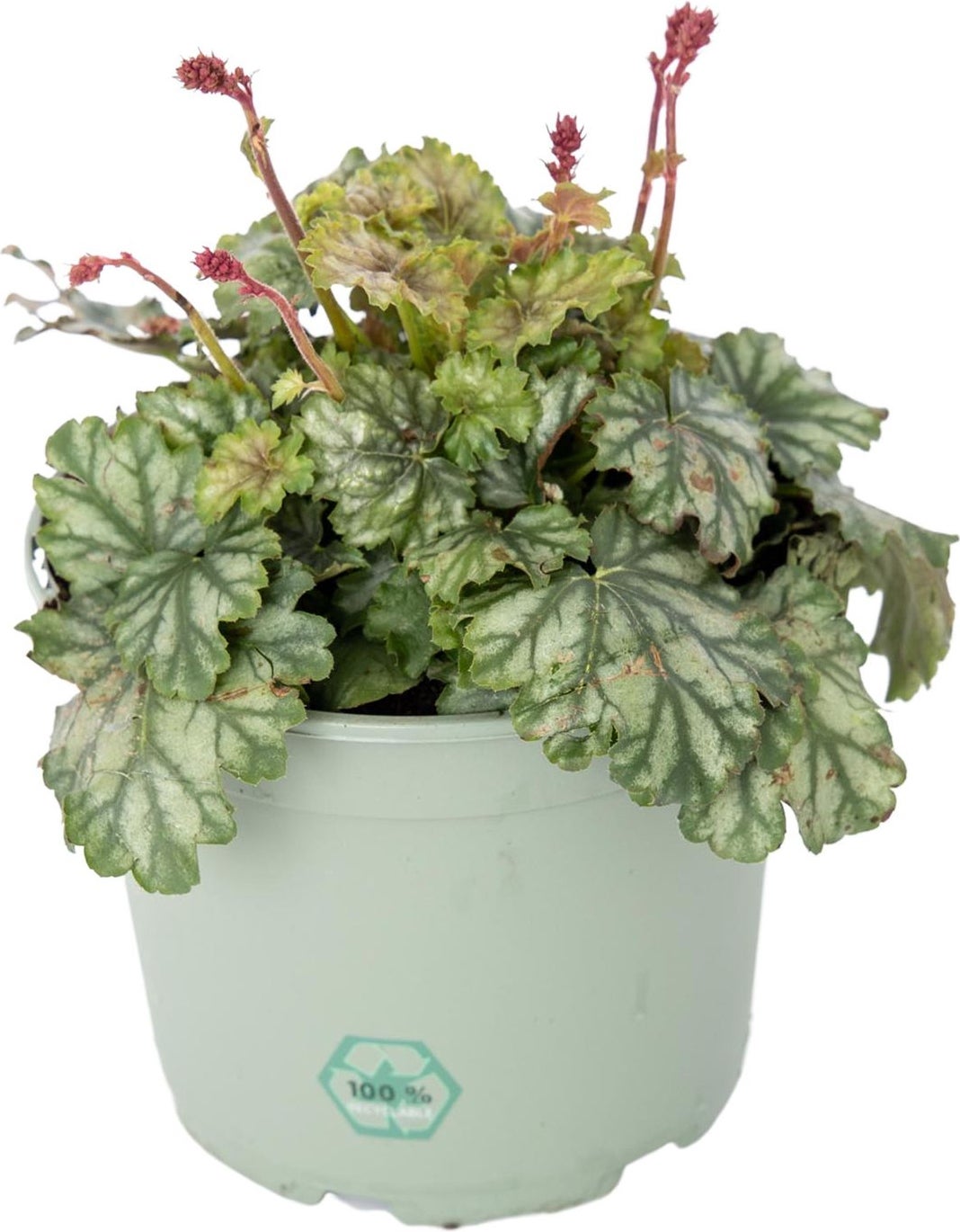 Purperklokje (Heuchera 'Paris') D 17 H 25 cm