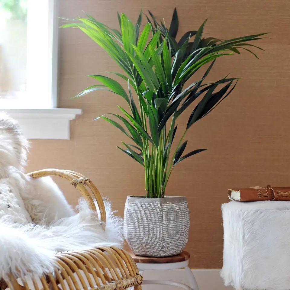 Kentiapalm - Howea forsteriana - Hoogte 130-140cm - ⌀21cm