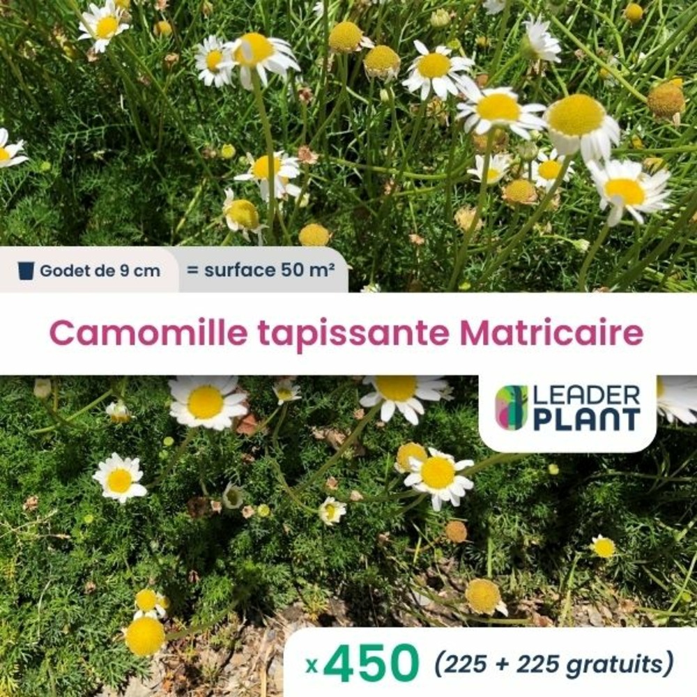 450 x camomille tapissante en godet