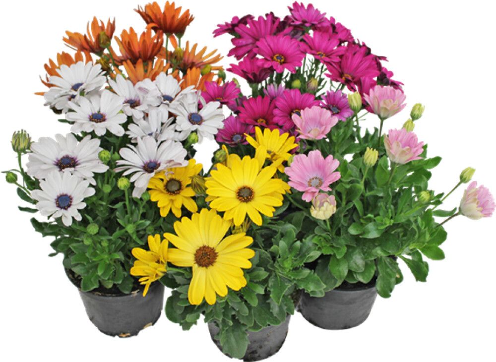 SPANSK MARGERITT ULIKE FARGER 12CM