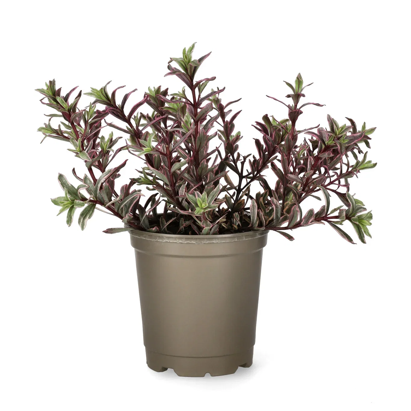 Hebe Hebe 'Magicolor' Ø12 cm