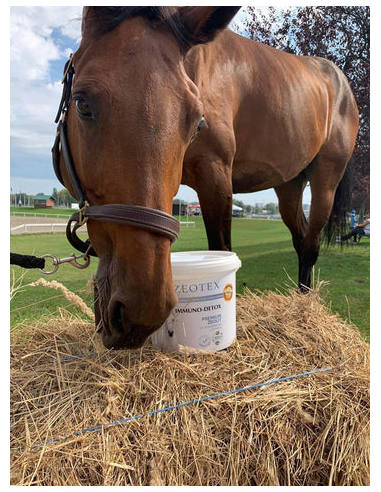 Zeotex, suplemento nutricional para cavalos.