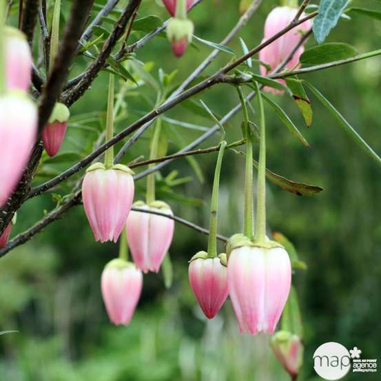 Crinodendron hookerianum : ctr 5 L