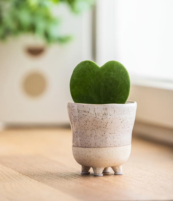 Herzblatt-Pflanze - Hoya kerrii