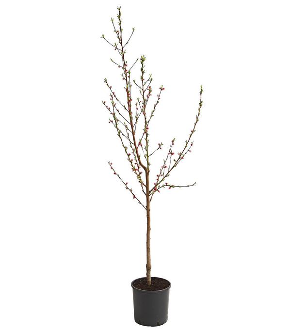 Pfirsich 'Benedicte'