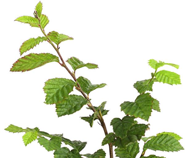 Hainbuche