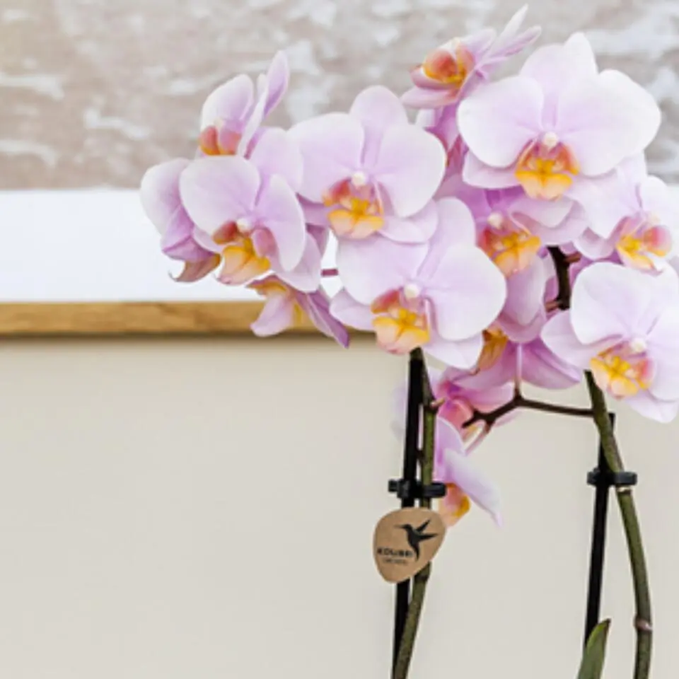 Cadeauset orchidee 'Pink S' - Phalaenopsis - Hoogte 30cm