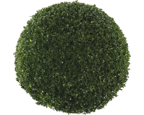 Buxusbol FloraSelf Buxus sempervirens, diameter ca. 2,5 cm 60 cm, CO 30 L