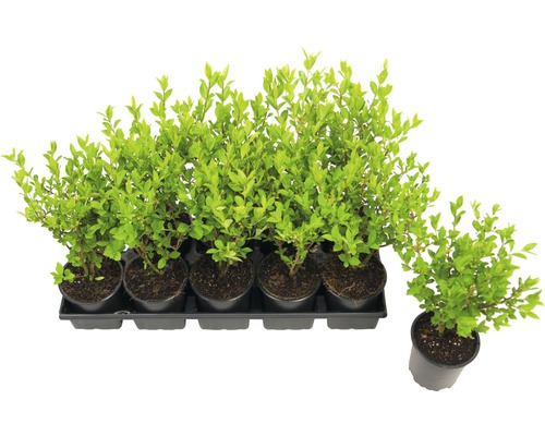 Ovaalbladige liguster FloraSelf Ligustrum ovalifolium H 20-40 cm Co 0.6 L