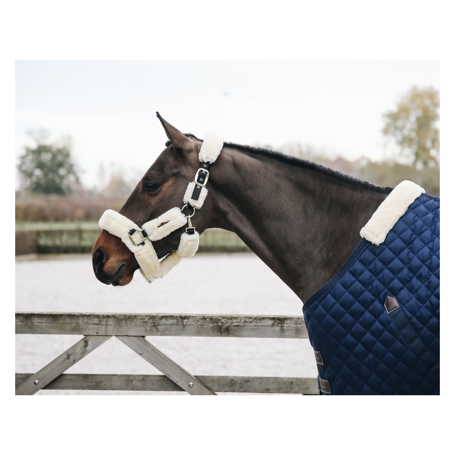 KENTUCKY Lammfell-Transport-Halfter - naturel
