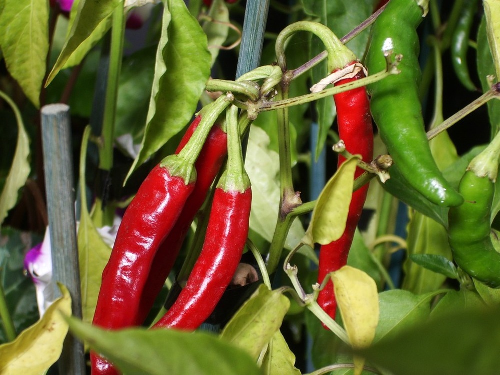 Sachet de graines de piment doux des landes - sachet de 0,5 grammes - petite entreprise française - made in france