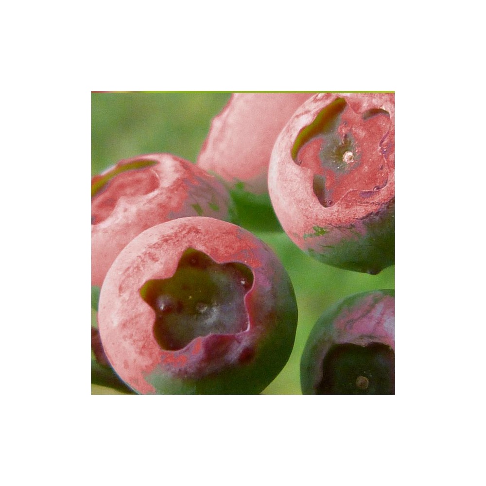 Myrtille corymbosum pink lemonade/vaccinium corymbosum pink lemonade[-]pot de 3l - 10/40 cm