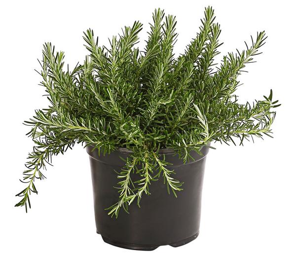 Dehner Gourmet Garten Hänge-Rosmarin