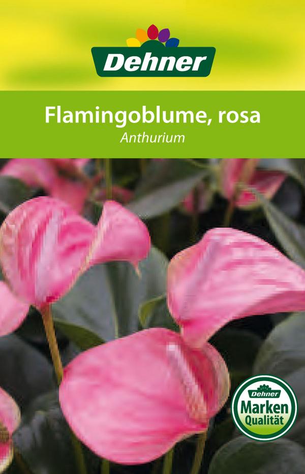 Große Flamingoblume - Anthurium andreanum