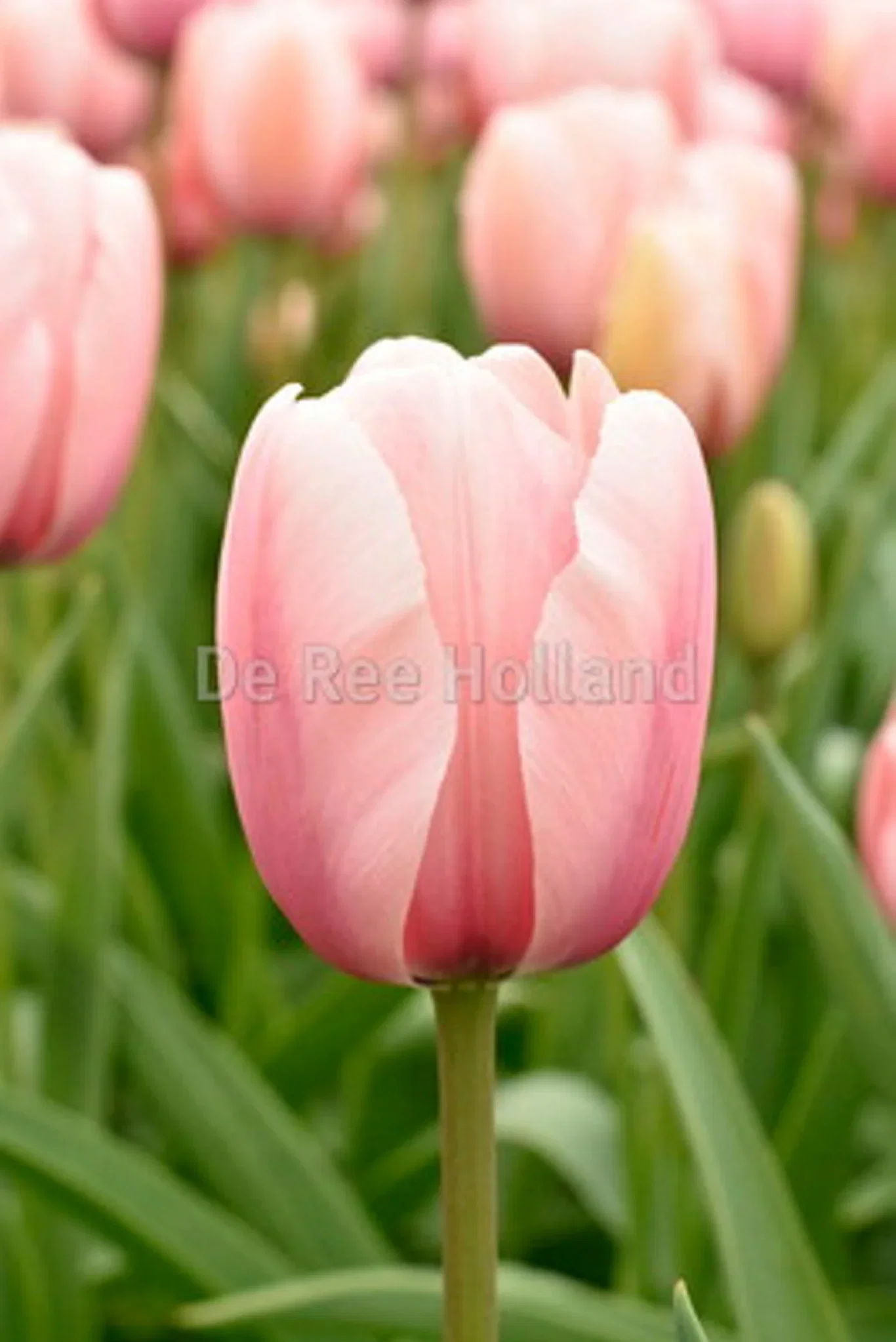 Tulipa (Darwinhybrid-Group) 'Salmon Impression' Tulipan 'Salmon Impression' ØKO