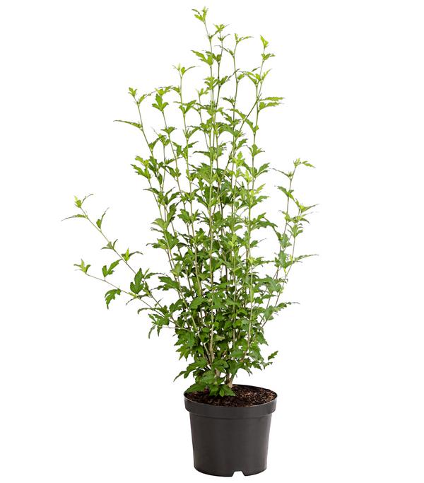 Hibiskus 'China Chiffon®' - Garten-Eibisch