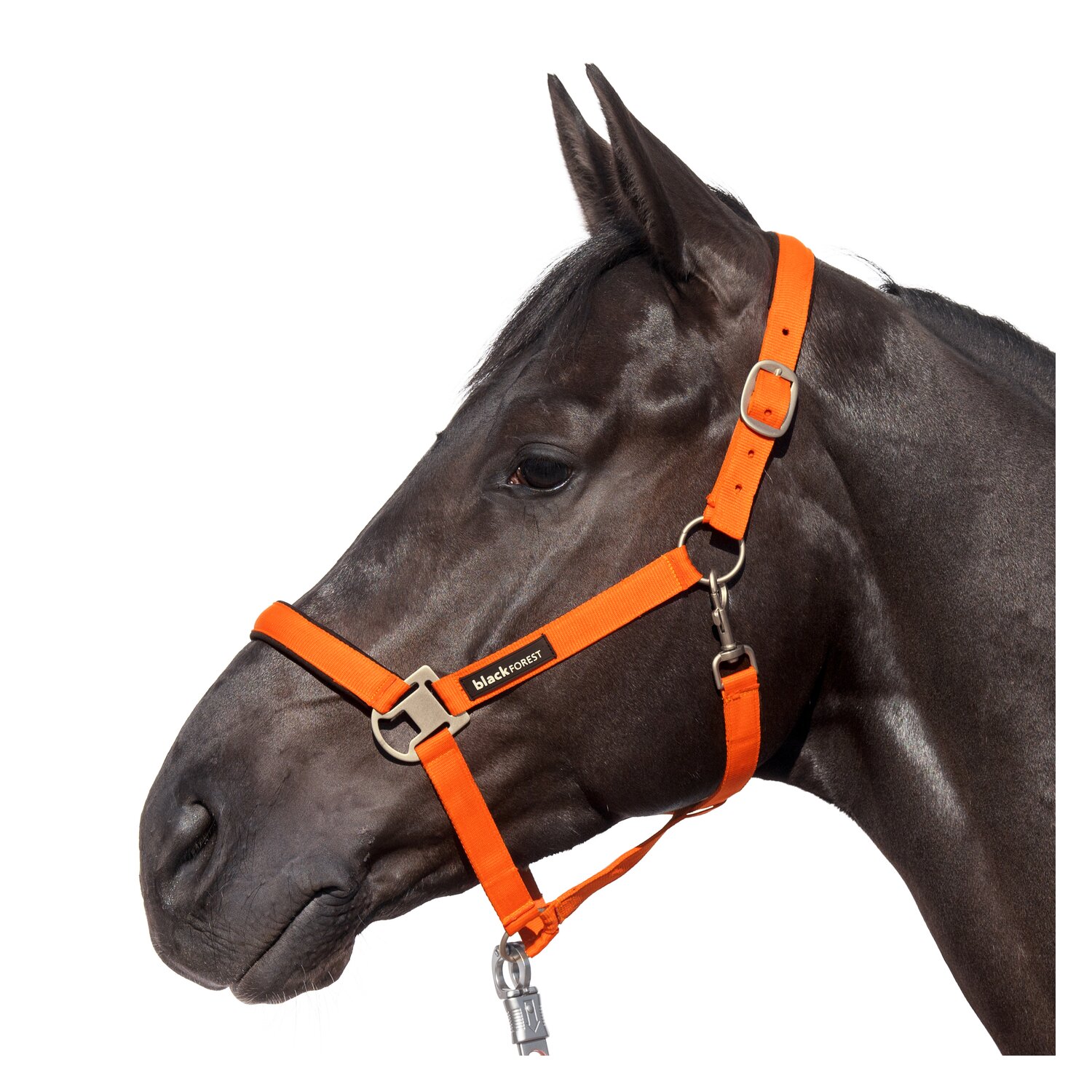 black forest Halfter  - red orange