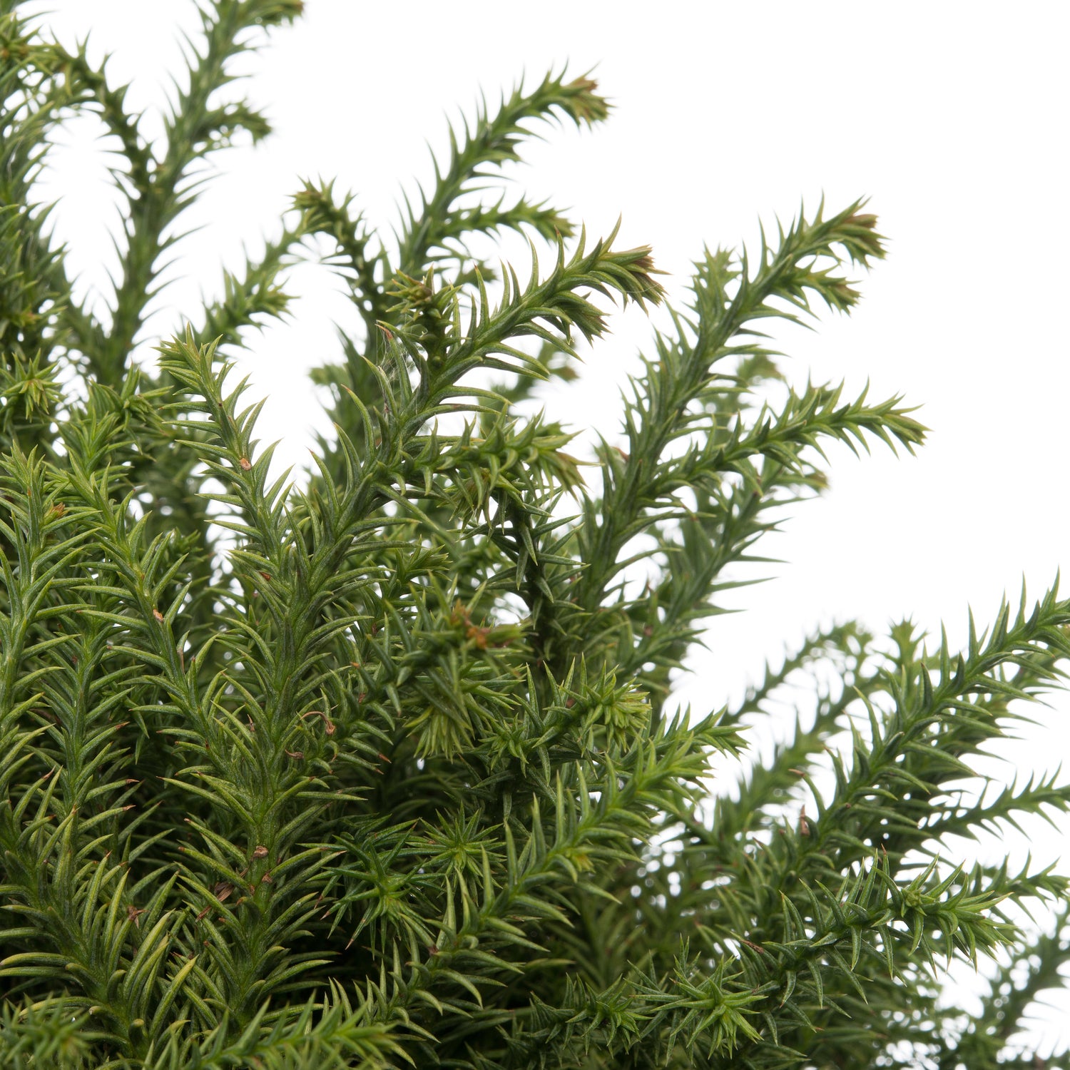 Japanse Ceder (Cryptomeria japonica 'Vilmorin Gold') D 17 H 15 cm