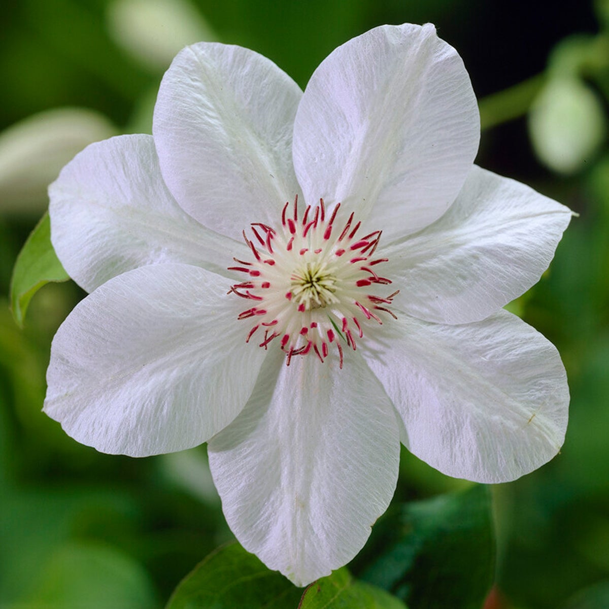 Bloomique – Clematis Miss Bateman – Wit – Klimplanten – Tuinplanten – Winterhard – Potmaat 15 cm – Hoogte 70–80 cm