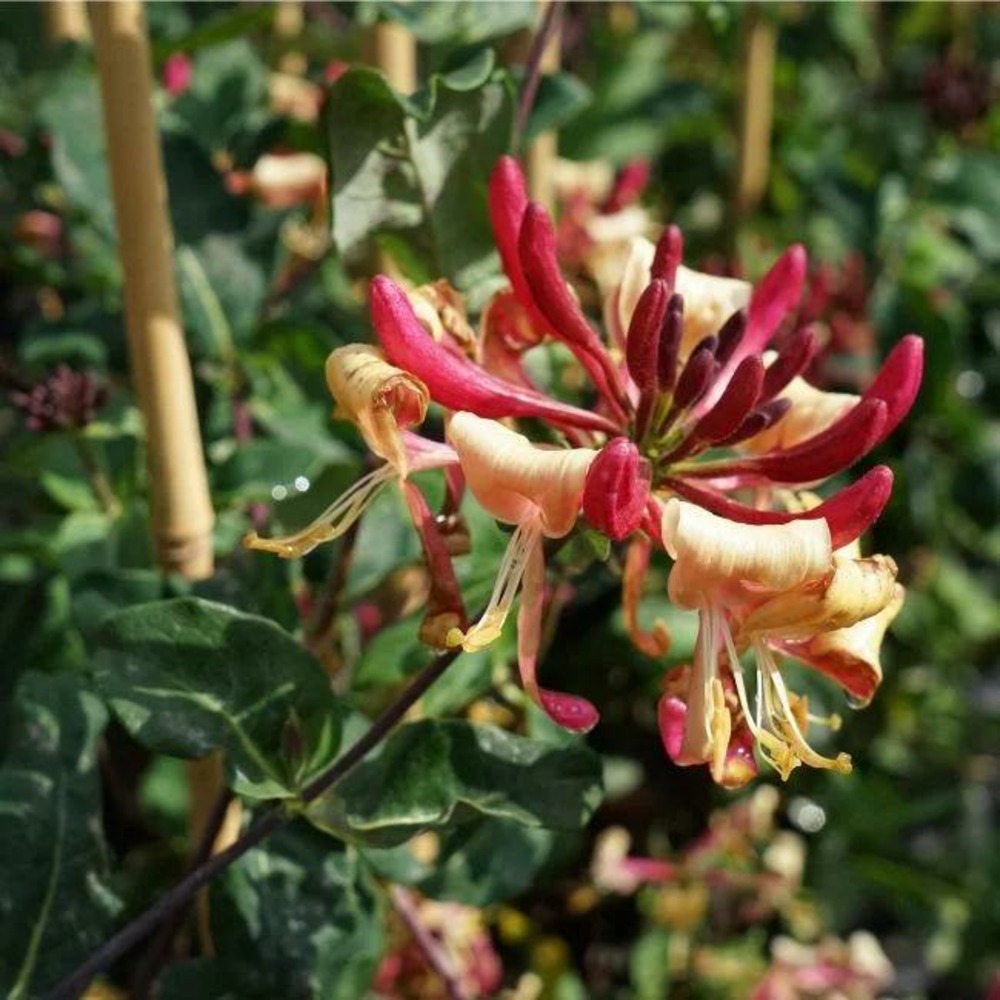 Chèvrefeuille 'american beauty' - lonicera heckrottii 3l