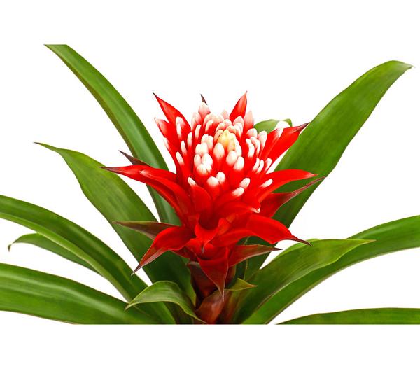 Guzmanie - Guzmania cultivars 'Deseo'